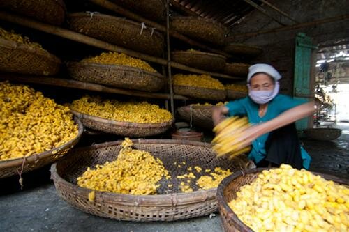 Sổ tay du lịch so tay du lich Sotaydulich Sotay Dulich Khampha Kham Pha Bui Ve lang uom to Co Chat