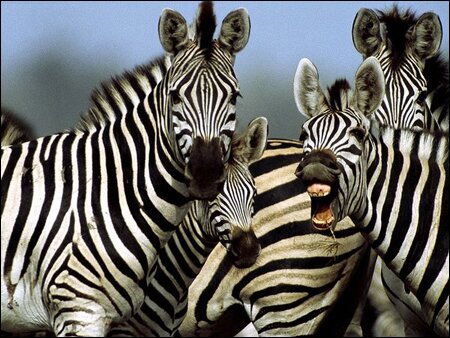 Sổ tay du lịch so tay du lich Sotaydulich Sotay Dulich Khampha Kham Pha Bui Thac Victoria Zimbabwe