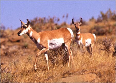 Sổ tay du lịch so tay du lich Sotaydulich Sotay Dulich Khampha Kham Pha Bui Thac Victoria Zimbabwe