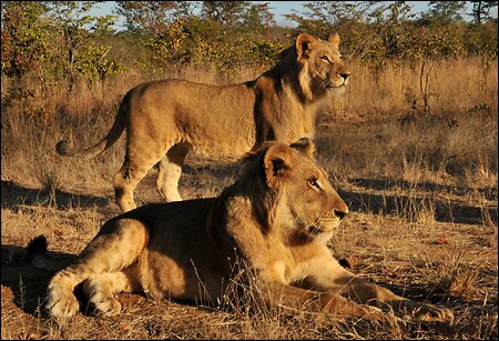 Sổ tay du lịch so tay du lich Sotaydulich Sotay Dulich Khampha Kham Pha Bui Thac Victoria Zimbabwe