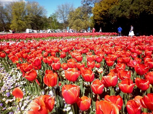 Sổ tay du lịch so tay du lich Sotaydulich Sotay Dulich Khampha Kham Pha Bui Ngao du le hoi hoa lon nhat o Australia