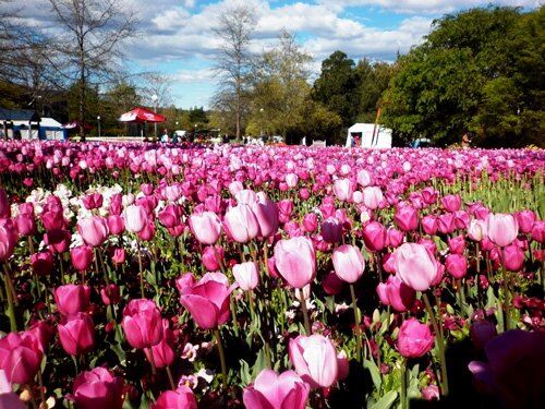 Sổ tay du lịch so tay du lich Sotaydulich Sotay Dulich Khampha Kham Pha Bui Ngao du le hoi hoa lon nhat o Australia