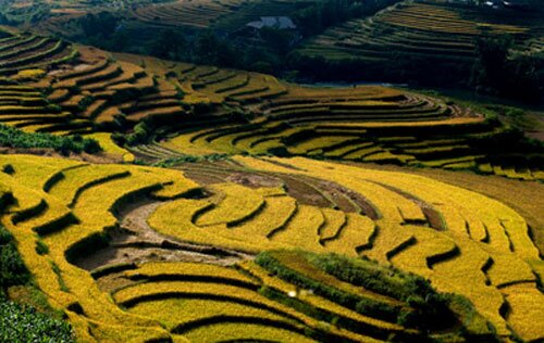 Sổ tay du lịch so tay du lich Sotaydulich Sotay Dulich Khampha Kham Pha Bui Chiem nguong ruong bac thang ky vy o Sa Pa
