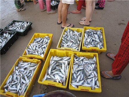 Sổ tay du lịch so tay du lich Sotaydulich Sotay Dulich Khampha Kham Pha Bui Cho ca Ke ga