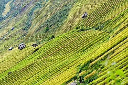 Sổ tay du lịch so tay du lich Sotaydulich Sotay Dulich Khampha Kham Pha Bui Mu Cang Chai tuyet dep mua lua chin