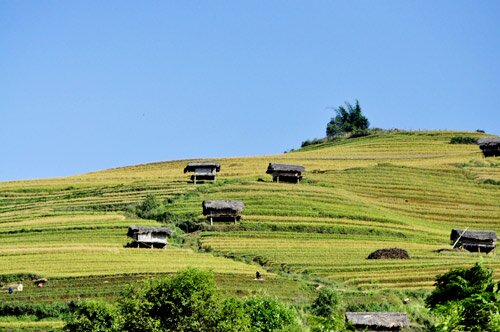 Sổ tay du lịch so tay du lich Sotaydulich Sotay Dulich Khampha Kham Pha Bui Mu Cang Chai tuyet dep mua lua chin