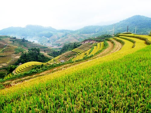 Sổ tay du lịch so tay du lich Sotaydulich Sotay Dulich Khampha Kham Pha Bui Mu Cang Chai tuyet dep mua lua chin