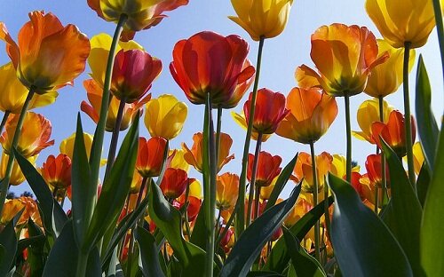 Sổ tay du lịch so tay du lich Sotaydulich Sotay Dulich Khampha Kham Pha Bui Tham quan vuon hoa tulip lon nhat the gioi