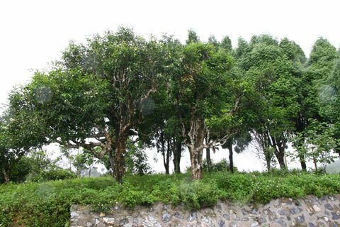 Sổ tay du lịch so tay du lich Sotaydulich Sotay Dulich Khampha Kham Pha Bui Len vung cao kham pha xu che co thu