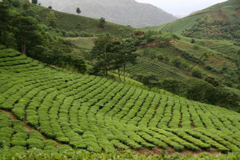 Sổ tay du lịch so tay du lich Sotaydulich Sotay Dulich Khampha Kham Pha Bui Len vung cao kham pha xu che co thu