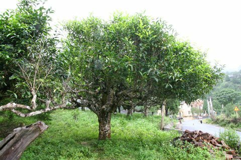 Sổ tay du lịch so tay du lich Sotaydulich Sotay Dulich Khampha Kham Pha Bui Len vung cao kham pha xu che co thu