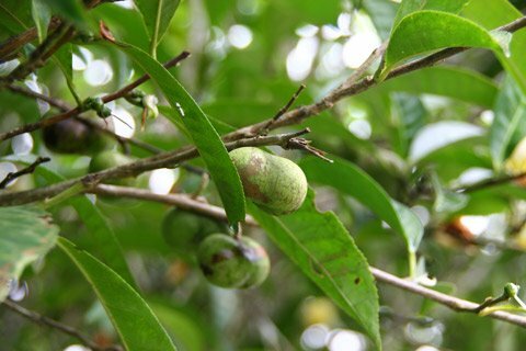 Sổ tay du lịch so tay du lich Sotaydulich Sotay Dulich Khampha Kham Pha Bui Len vung cao kham pha xu che co thu