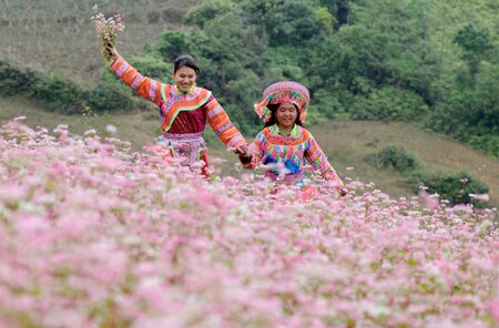 Sổ tay du lịch so tay du lich Sotaydulich Sotay Dulich Khampha Kham Pha Bui Xin Man mua hoa tam giac mach
