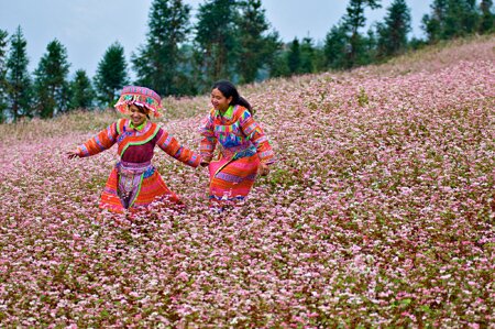 Sổ tay du lịch so tay du lich Sotaydulich Sotay Dulich Khampha Kham Pha Bui Xin Man mua hoa tam giac mach