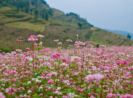 Sổ tay du lịch so tay du lich Sotaydulich Sotay Dulich Khampha Kham Pha Bui Xin Man mua hoa tam giac mach