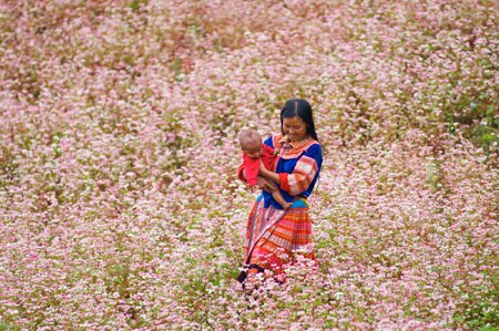 Sổ tay du lịch so tay du lich Sotaydulich Sotay Dulich Khampha Kham Pha Bui Xin Man mua hoa tam giac mach