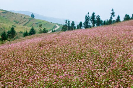 Sổ tay du lịch so tay du lich Sotaydulich Sotay Dulich Khampha Kham Pha Bui Xin Man mua hoa tam giac mach