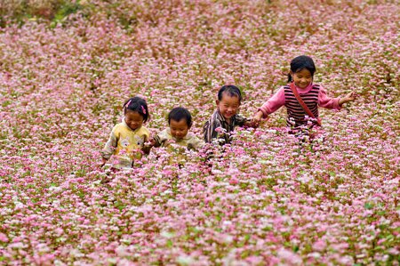 Sổ tay du lịch so tay du lich Sotaydulich Sotay Dulich Khampha Kham Pha Bui Xin Man mua hoa tam giac mach