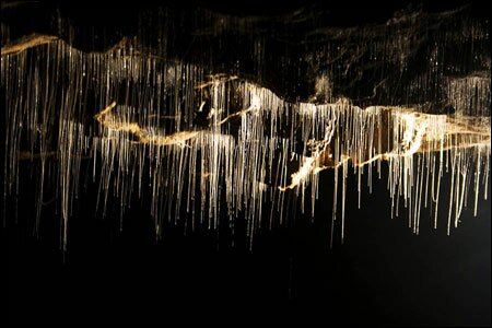 Sổ tay du lịch so tay du lich Sotaydulich Sotay Dulich Khampha Kham Pha Bui Ngam dom dom Waitomo tai dong Waitomo New Zealand