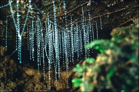 Sổ tay du lịch so tay du lich Sotaydulich Sotay Dulich Khampha Kham Pha Bui Ngam dom dom Waitomo tai dong Waitomo New Zealand