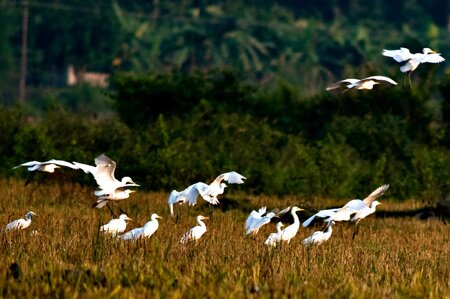Sổ tay du lịch so tay du lich Sotaydulich Sotay Dulich Khampha Kham Pha Bui Ve Ban Qua ngam dan co hoang da