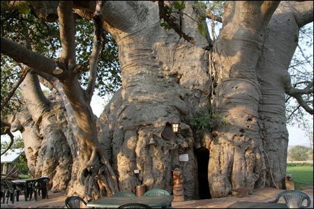 Sổ tay du lịch so tay du lich Sotaydulich Sotay Dulich Khampha Kham Pha Bui Doc dao Sunland Baobab o Nam Phi