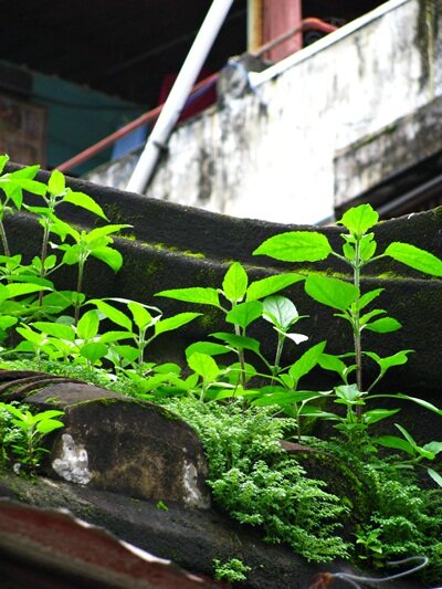 Sổ tay du lịch so tay du lich Sotaydulich Sotay Dulich Khampha Kham Pha Bui Xanh non na tren mai co Hoi An