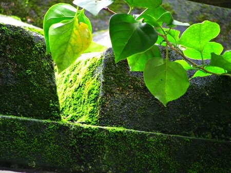 Sổ tay du lịch so tay du lich Sotaydulich Sotay Dulich Khampha Kham Pha Bui Xanh non na tren mai co Hoi An