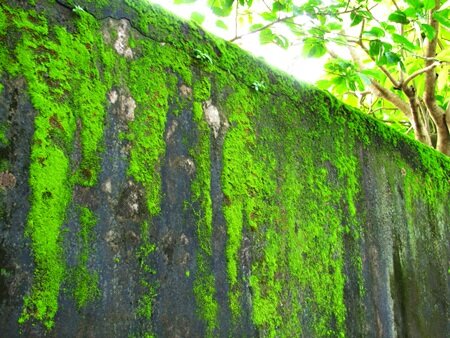 Sổ tay du lịch so tay du lich Sotaydulich Sotay Dulich Khampha Kham Pha Bui Xanh non na tren mai co Hoi An