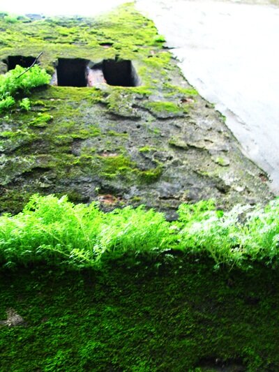 Sổ tay du lịch so tay du lich Sotaydulich Sotay Dulich Khampha Kham Pha Bui Xanh non na tren mai co Hoi An