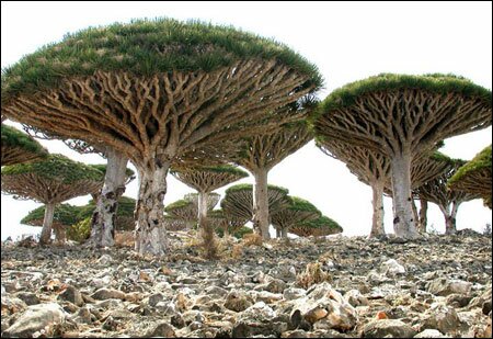 Sổ tay du lịch so tay du lich Sotaydulich Sotay Dulich Khampha Kham Pha Bui Dao Socotra vung dat cua loai huyet rong quy hiem