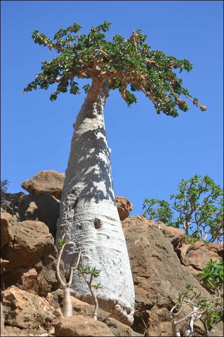 Sổ tay du lịch so tay du lich Sotaydulich Sotay Dulich Khampha Kham Pha Bui Dao Socotra vung dat cua loai huyet rong quy hiem
