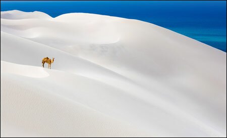 Sổ tay du lịch so tay du lich Sotaydulich Sotay Dulich Khampha Kham Pha Bui Dao Socotra vung dat cua loai huyet rong quy hiem