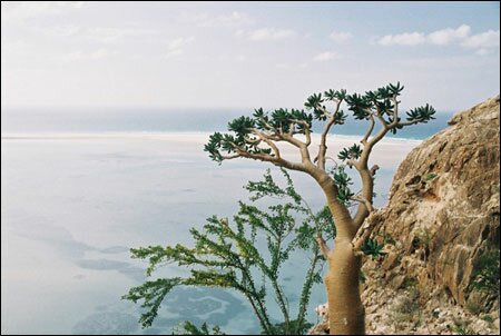Sổ tay du lịch so tay du lich Sotaydulich Sotay Dulich Khampha Kham Pha Bui Dao Socotra vung dat cua loai huyet rong quy hiem