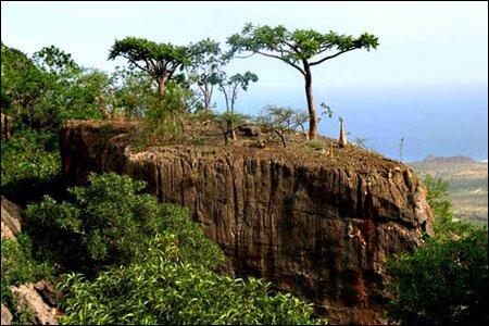 Sổ tay du lịch so tay du lich Sotaydulich Sotay Dulich Khampha Kham Pha Bui Dao Socotra vung dat cua loai huyet rong quy hiem