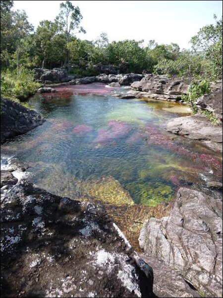 Sổ tay du lịch so tay du lich Sotaydulich Sotay Dulich Khampha Kham Pha Bui Ruc ro sac mau Cano Cristales o Colombia