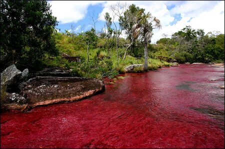 Sổ tay du lịch so tay du lich Sotaydulich Sotay Dulich Khampha Kham Pha Bui Ruc ro sac mau Cano Cristales o Colombia