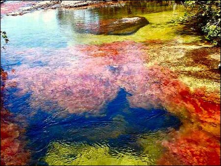 Sổ tay du lịch so tay du lich Sotaydulich Sotay Dulich Khampha Kham Pha Bui Ruc ro sac mau Cano Cristales o Colombia