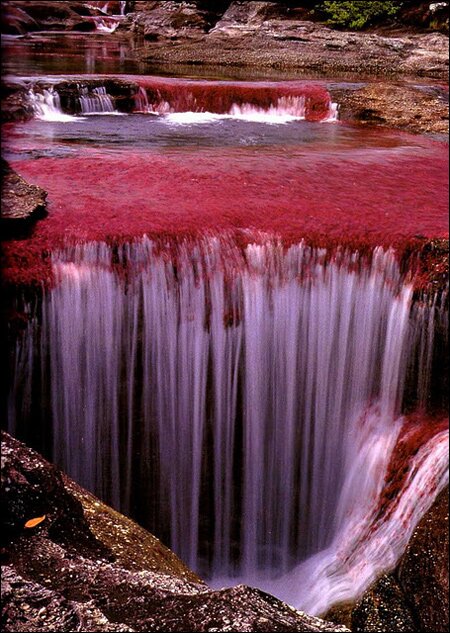Sổ tay du lịch so tay du lich Sotaydulich Sotay Dulich Khampha Kham Pha Bui Ruc ro sac mau Cano Cristales o Colombia