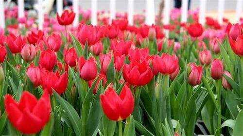 Sổ tay du lịch so tay du lich Sotaydulich Sotay Dulich Khampha Kham Pha Bui Hoa tulip khoe sac o Da Lat