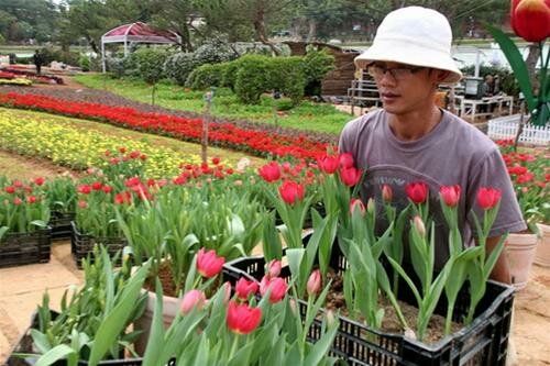 Sổ tay du lịch so tay du lich Sotaydulich Sotay Dulich Khampha Kham Pha Bui Hoa tulip khoe sac o Da Lat