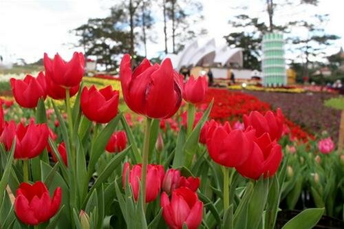 Sổ tay du lịch so tay du lich Sotaydulich Sotay Dulich Khampha Kham Pha Bui Hoa tulip khoe sac o Da Lat
