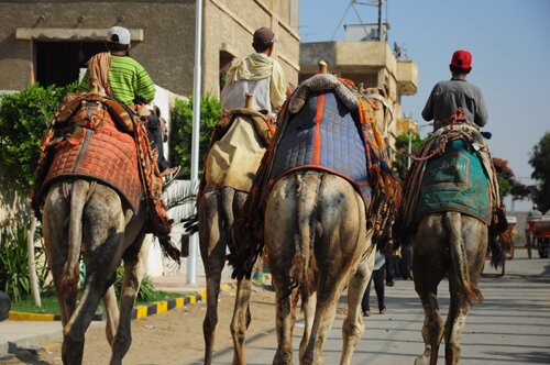 Sổ tay du lịch so tay du lich Sotaydulich Sotay Dulich Khampha Kham Pha Bui Cairo nong bong sa mac