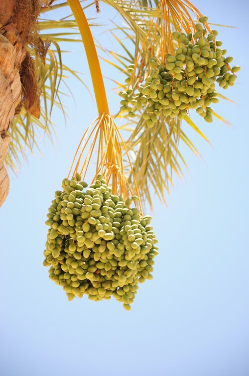 Sổ tay du lịch so tay du lich Sotaydulich Sotay Dulich Khampha Kham Pha Bui Cairo nong bong sa mac