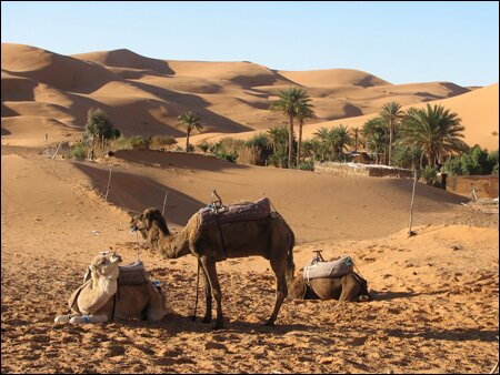 Sổ tay du lịch so tay du lich Sotaydulich Sotay Dulich Khampha Kham Pha Bui Cuoi lac da tham quan con cat Erg Chebbi xinh dep o Morocco