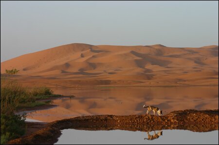 Sổ tay du lịch so tay du lich Sotaydulich Sotay Dulich Khampha Kham Pha Bui Cuoi lac da tham quan con cat Erg Chebbi xinh dep o Morocco