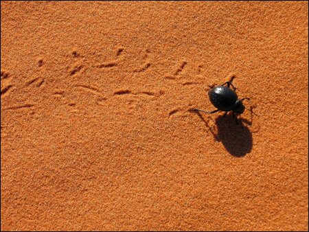 Sổ tay du lịch so tay du lich Sotaydulich Sotay Dulich Khampha Kham Pha Bui Cuoi lac da tham quan con cat Erg Chebbi xinh dep o Morocco