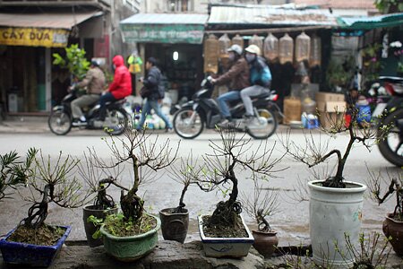 Sổ tay du lịch so tay du lich Sotaydulich Sotay Dulich Khampha Kham Pha Bui Du xuan cho phoen giua Ha Noi