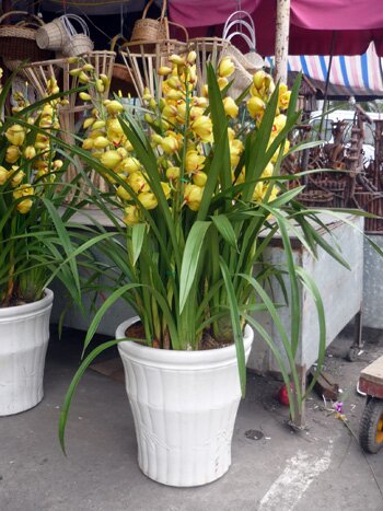 Sổ tay du lịch so tay du lich Sotaydulich Sotay Dulich Khampha Kham Pha Bui Nhon nhip cho hoa Quang An dip cuoi nam