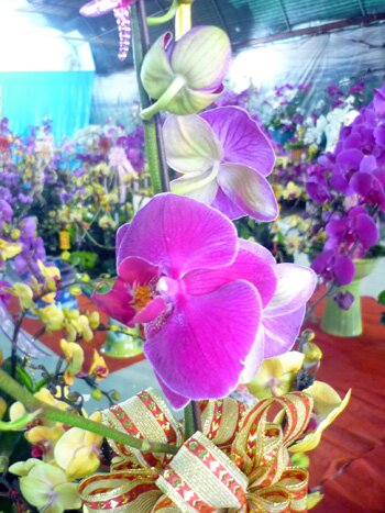 Sổ tay du lịch so tay du lich Sotaydulich Sotay Dulich Khampha Kham Pha Bui Nhon nhip cho hoa Quang An dip cuoi nam